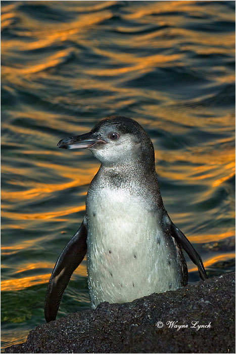 Galapagos Penguin 105 by Dr. Wayne Lynch &copy;